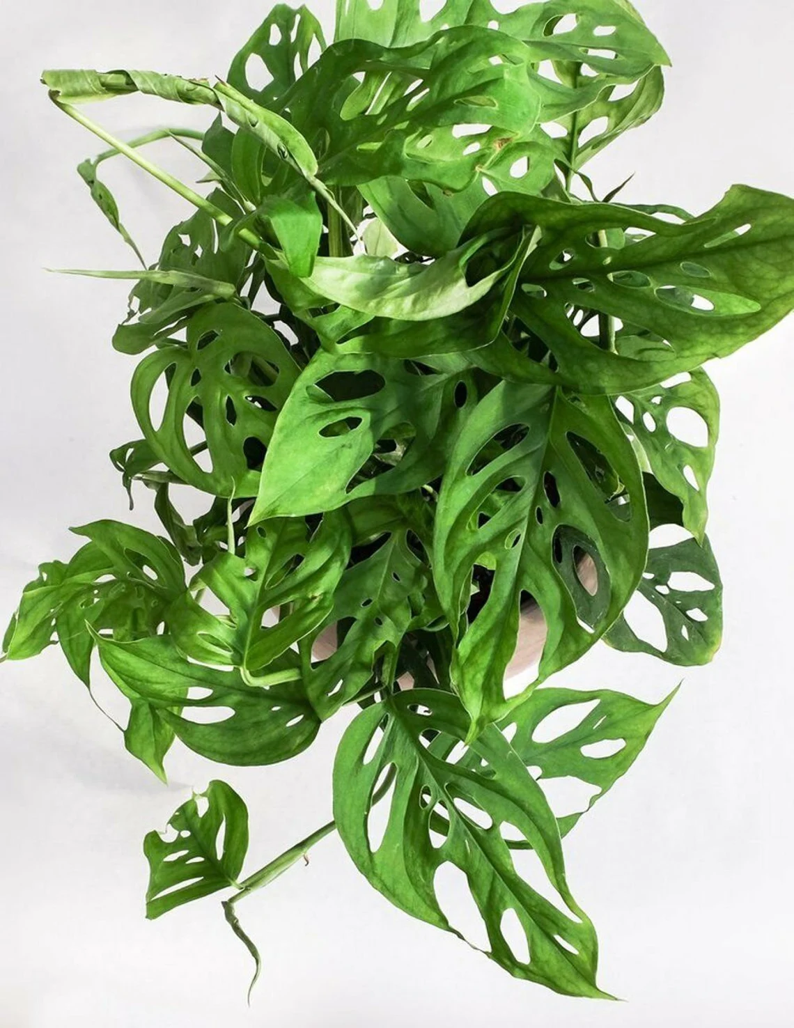 Monstera Houseplant